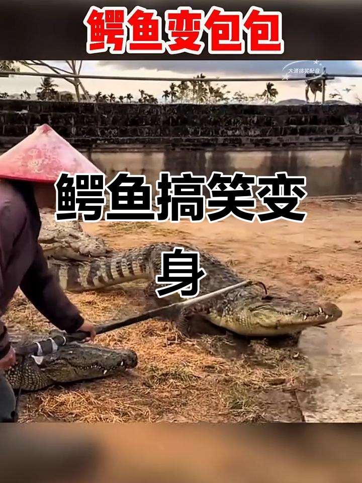 鳄鱼变包包,笑到不行!