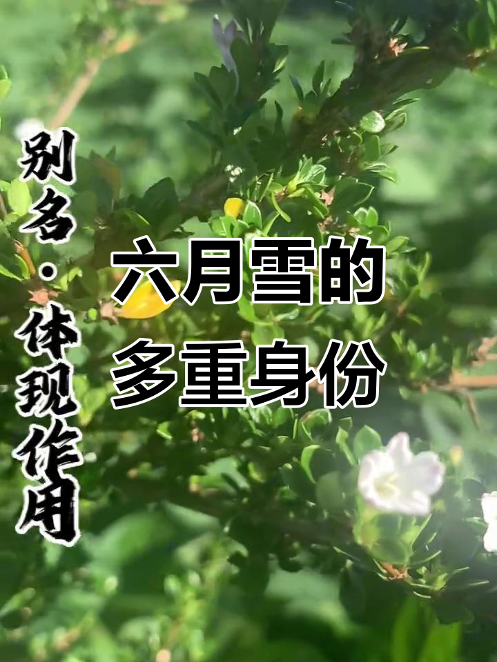 小大由之,六月雪的神奇用途与别名揭秘