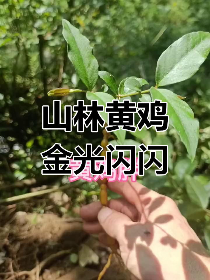 夏日炎炎热辣,山林黄鸡金黄金亮!