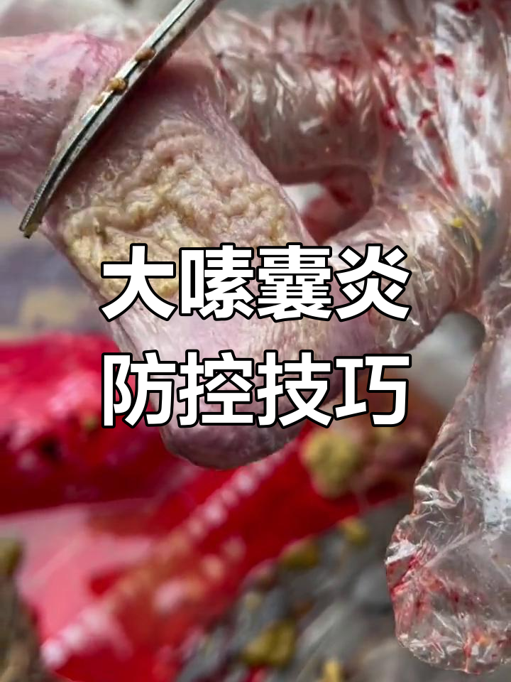 鸡大嗉囊炎的防治方法,真菌感染如何应对
