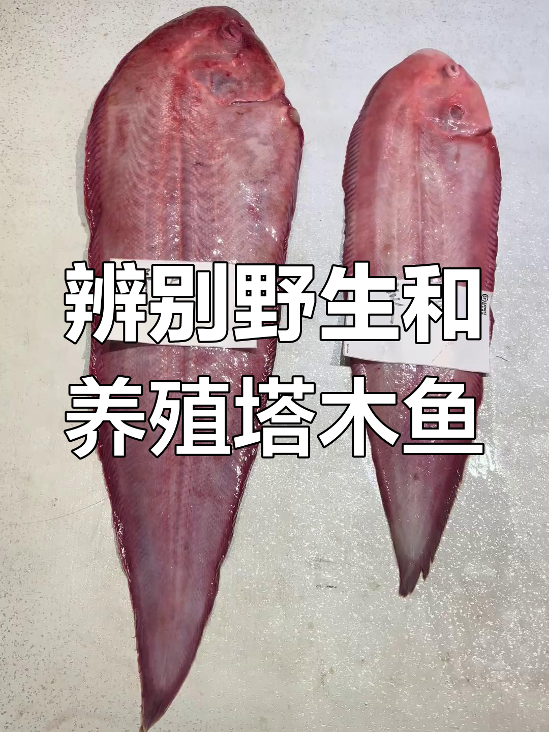 如何区分野生与养殖塔木鱼?细节决定真相