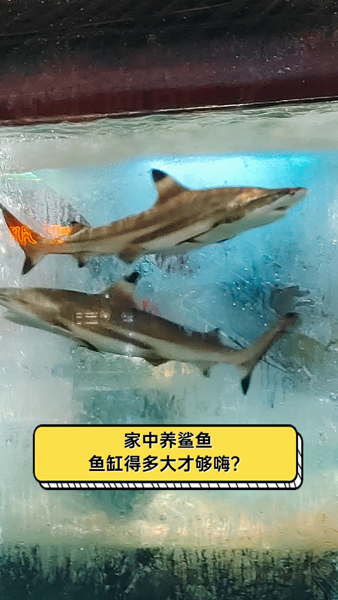 家中养鲨鱼,鱼缸得多大才够嗨?