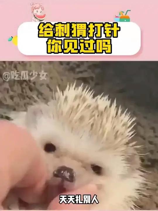 刺猬的尖叫声原来是这样的啊