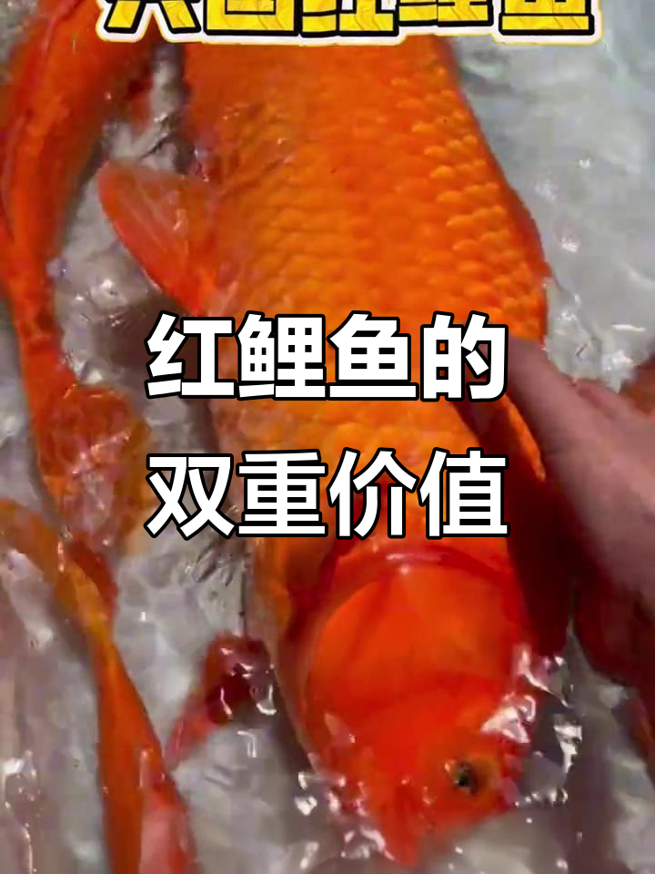 兴国红鲤鱼:观赏与食用两不误,寓意深刻