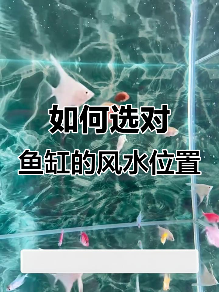 鱼缸摆放的最佳位置,风水宝地全解析