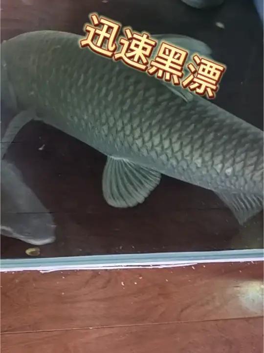 钓青鱼,什么样的漂向该起竿 2024dou来钓鱼