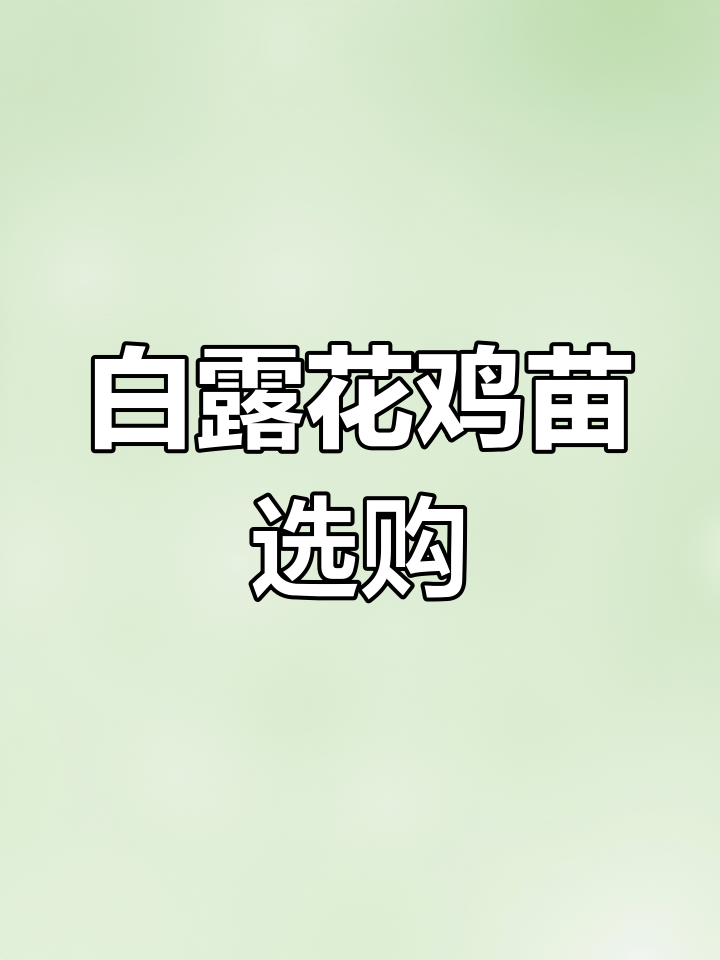 脱温白芦花鸡苗,防疫到位,公母随意挑选