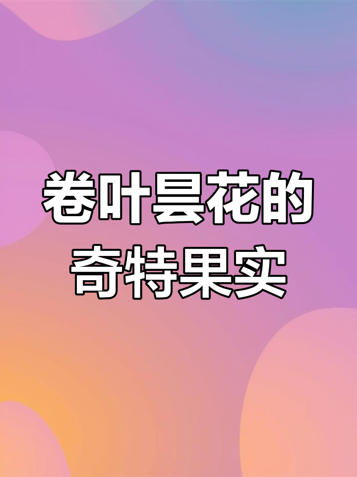 卷叶昙花:开花结果像火龙果,超可爱的多肉植物