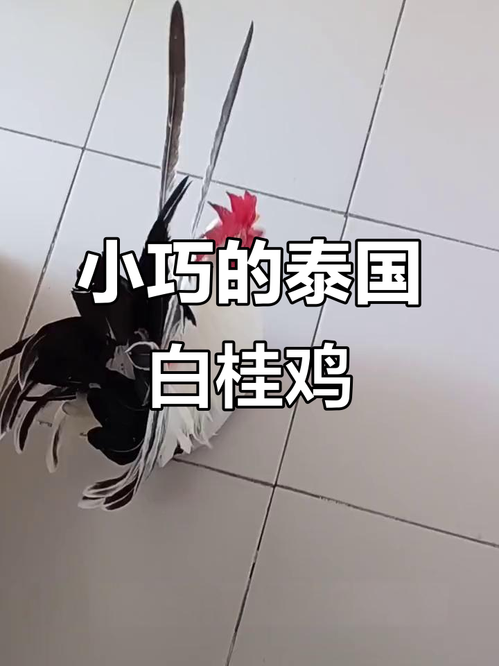 泰国白桂鸡：迷你宠物还是超贵观赏？