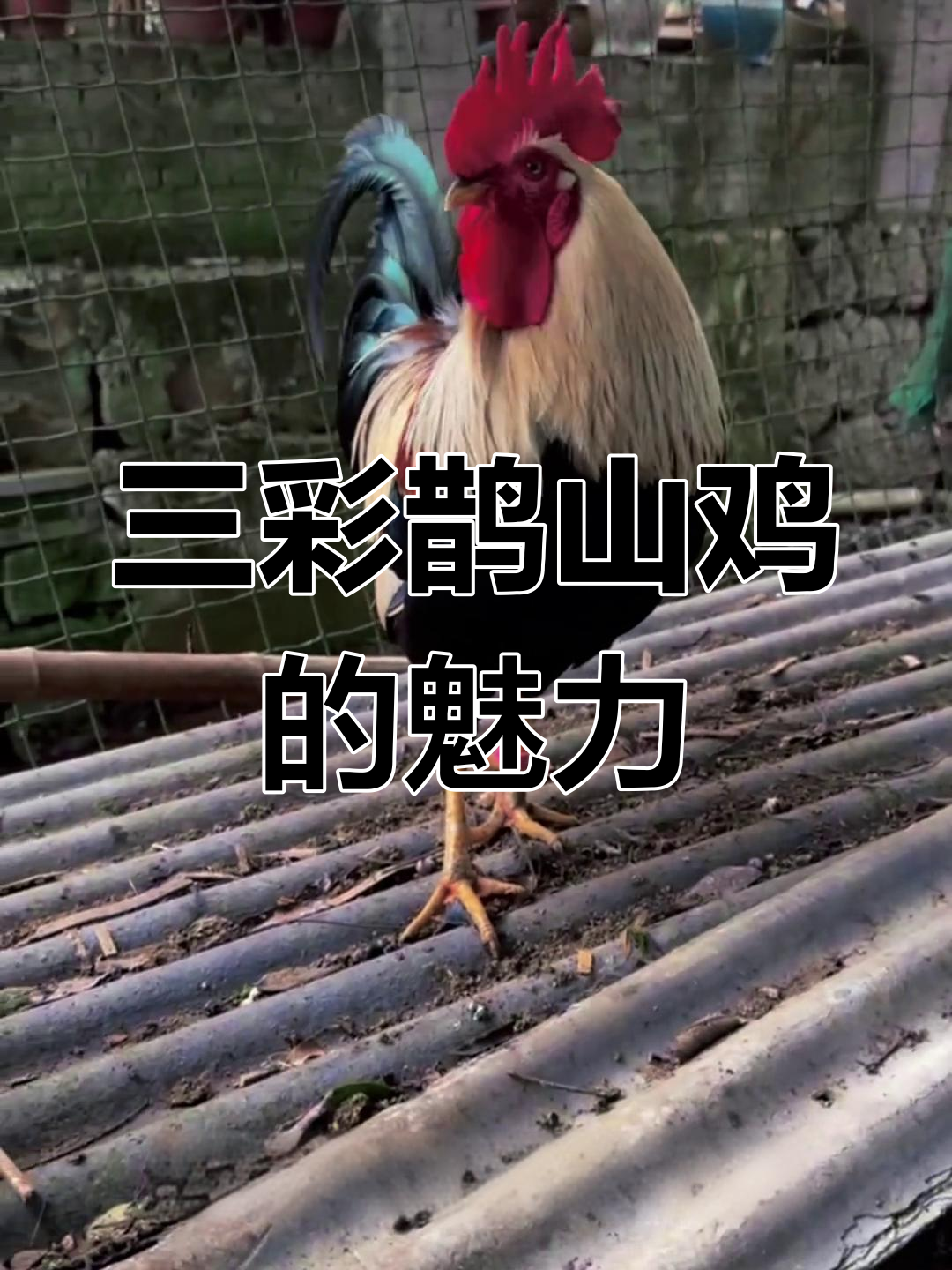 雀山三彩大公鸡,展翅如凤凰,美丽高挑让人惊艳
