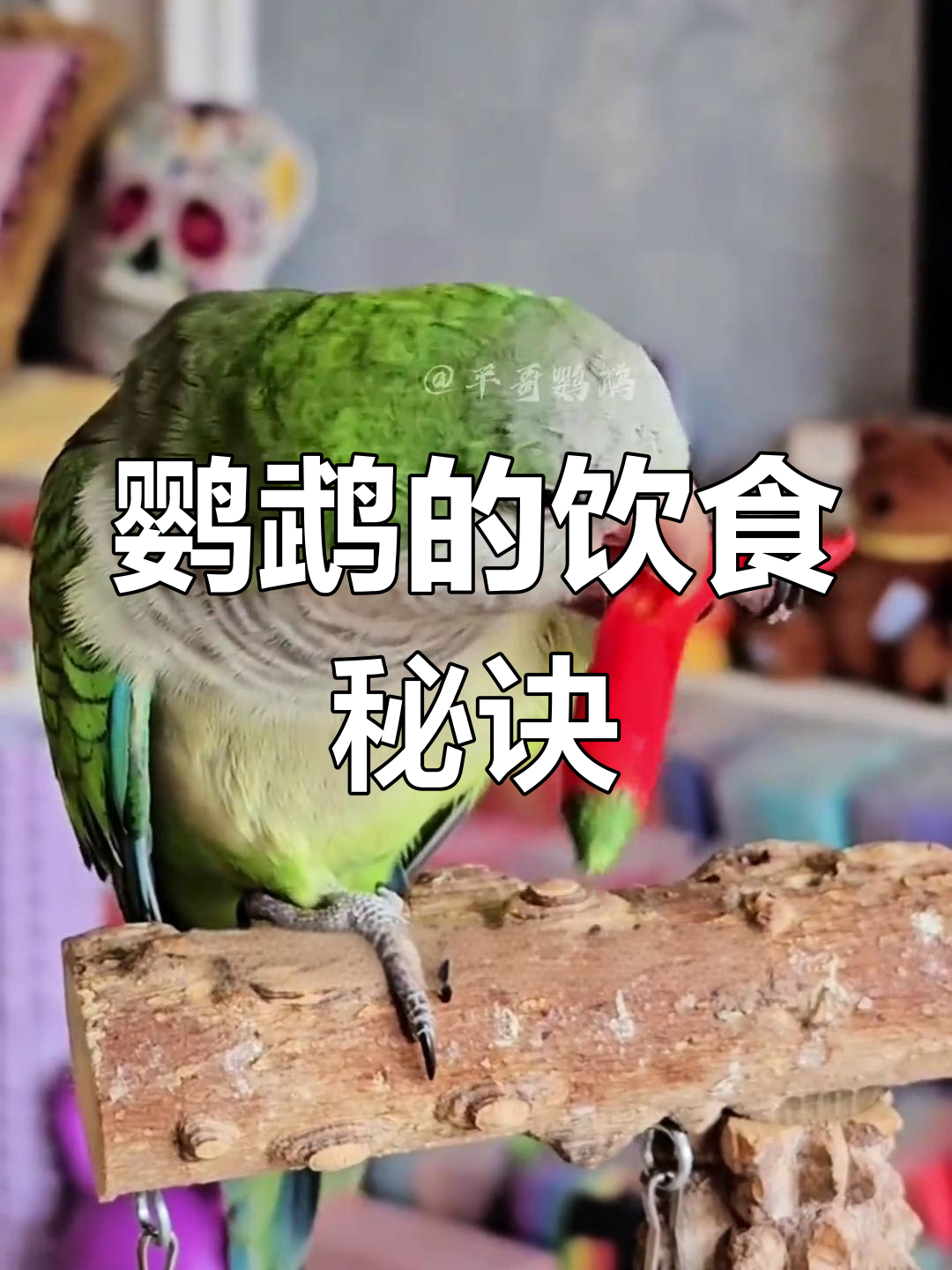 鹦鹉爱吃哪些蔬菜?吃对了,健康成长无忧!