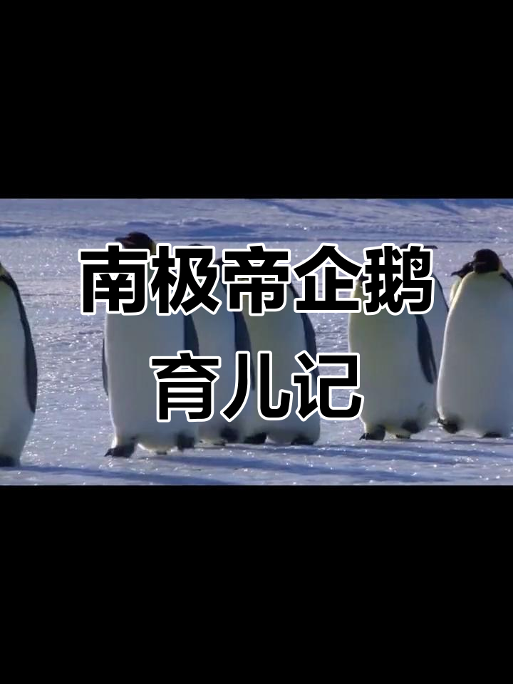 企鹅南极产蛋,险象环生!帝企鹅的生死时速