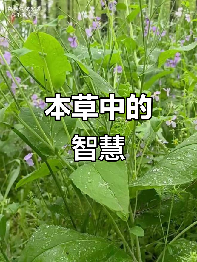 诸葛菜,本草纲目记载的智慧野草