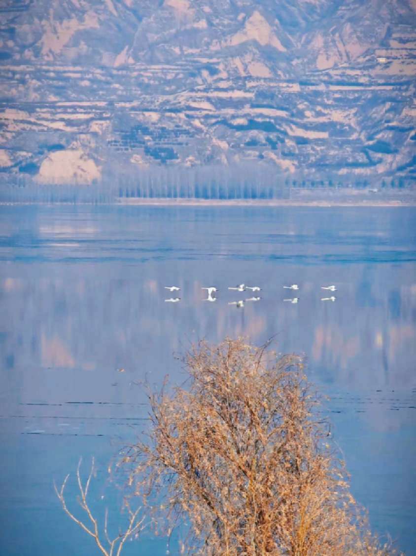 六只天鹅紧贴河面,有力的拍动着翅膀,它们的动作整齐划一,却又不失各自的韵律。远远看去,就像