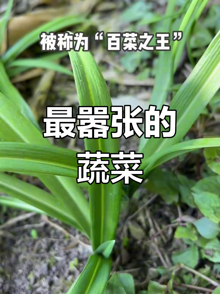 春天的味道,宽叶韭菜不容错过!