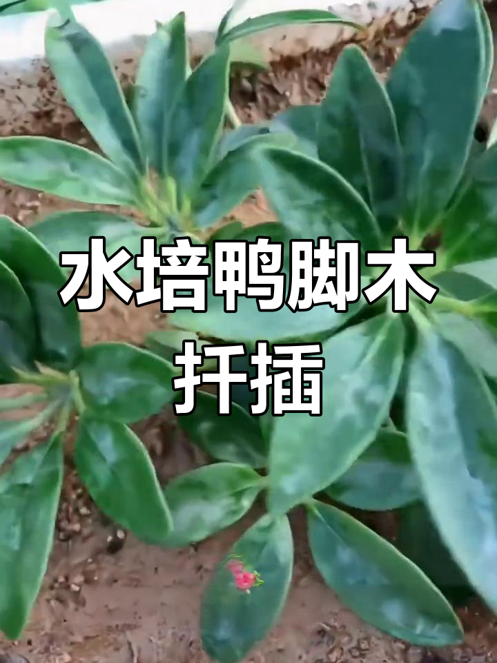 鸭脚木扦插技巧,轻松一盆变多盆