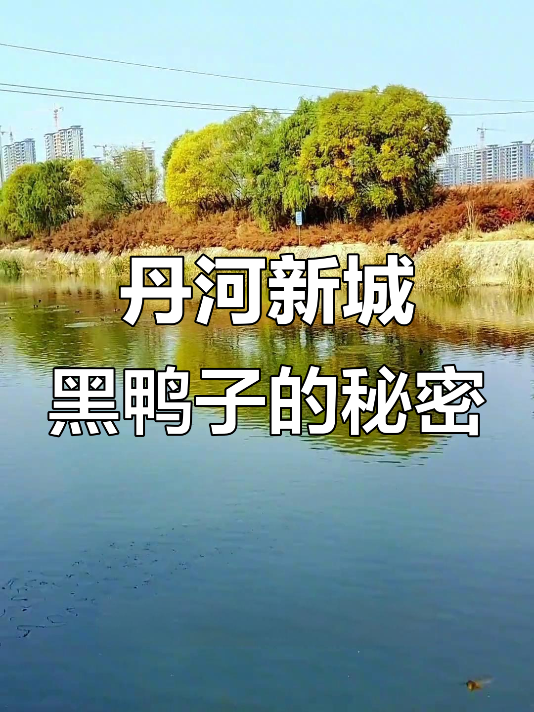 龙马湖的野生鸭子,你见过吗?
