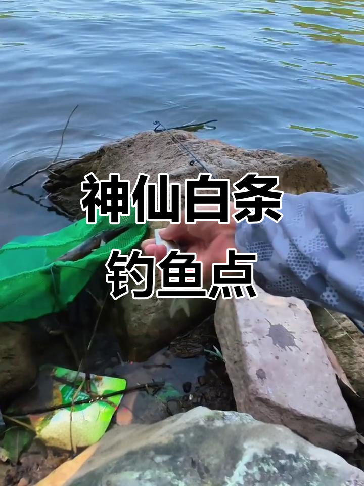白条钓点大揭秘,水质好鱼才肥美