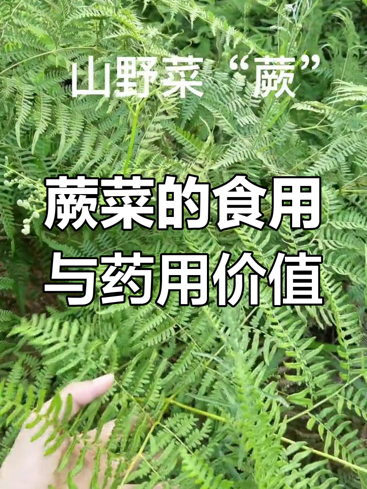 蕨菜的多重用途,你了解吗?