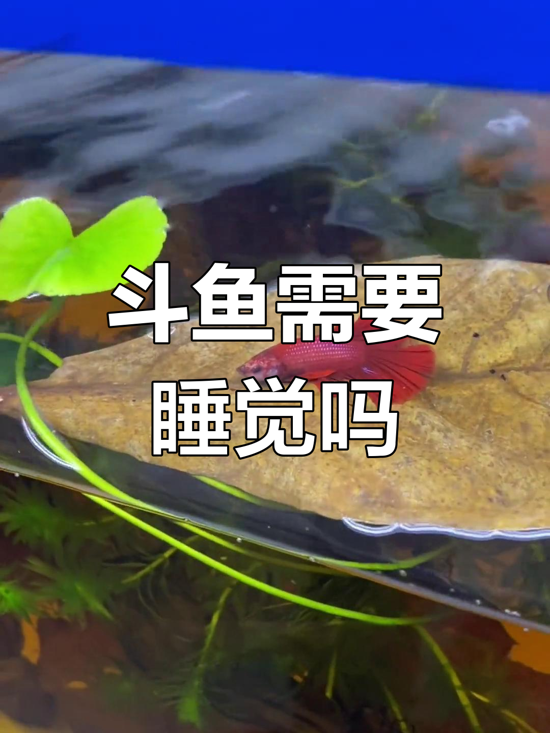 斗鱼半月公鱼的睡眠需求