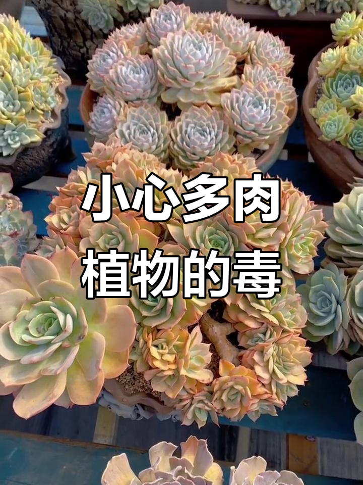 多肉植物有毒，成年人最易上瘾