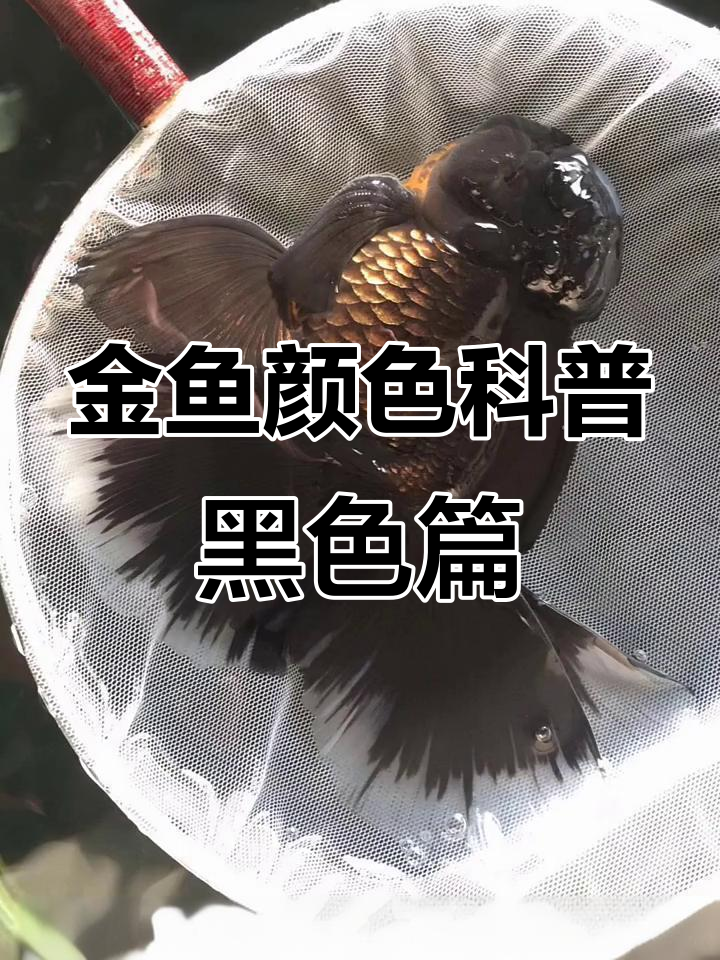 黑色金鱼的颜色稳定性与品种解析