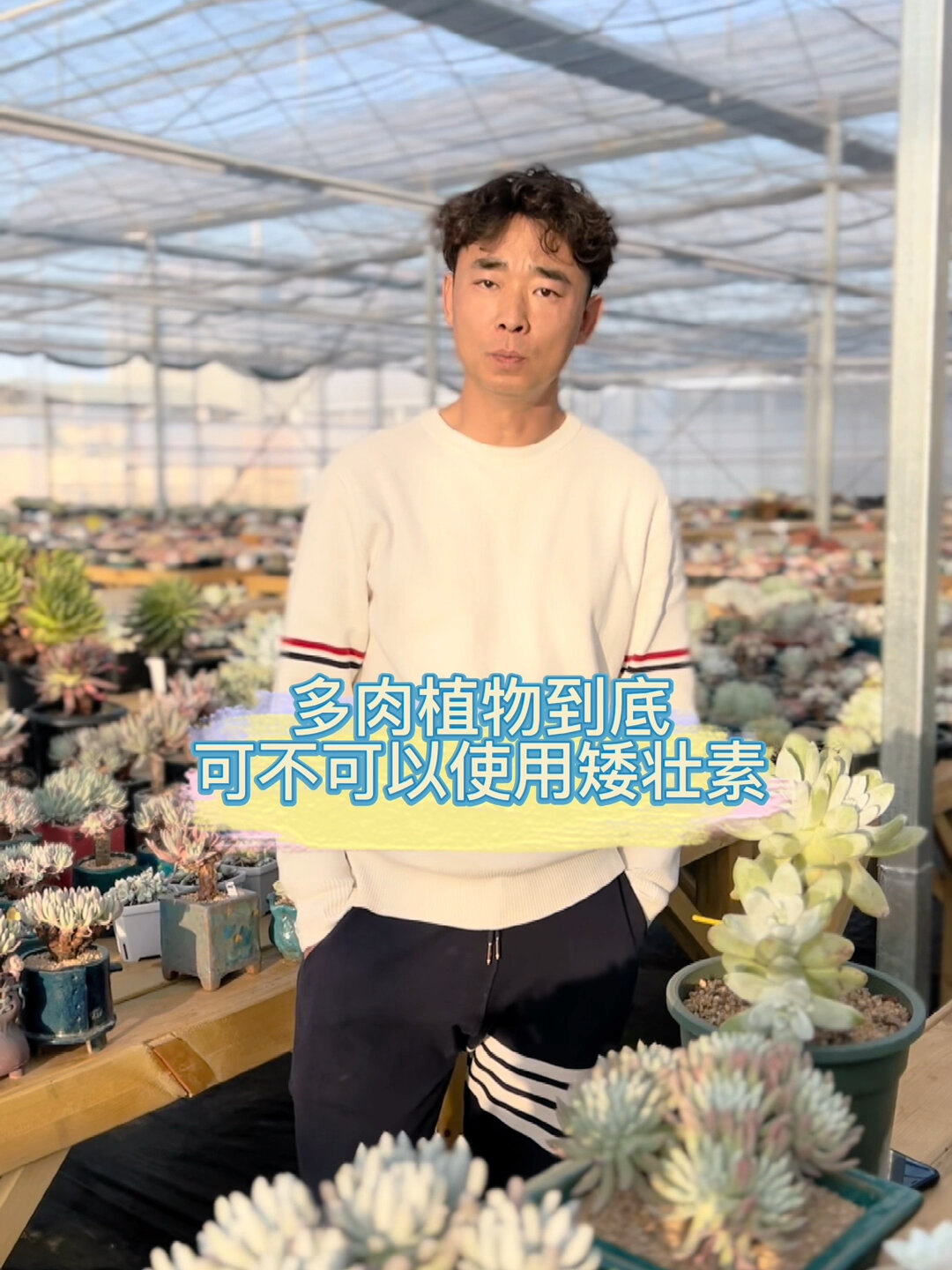 多肉养护过程中是否需要矮壮素?