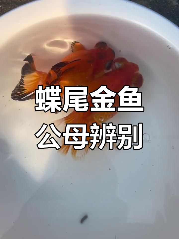 如何区分蝶尾金鱼公母?从体型到排泄孔全解析