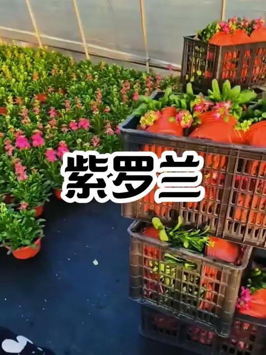 紫罗兰花期集中在春季（3-5月），花顶生或腋生，呈总状花序，花色丰富，有紫、红、粉、白、蓝