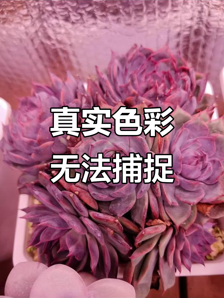 蓝色妖姬多肉的真实颜色,手机拍不出它的美丽