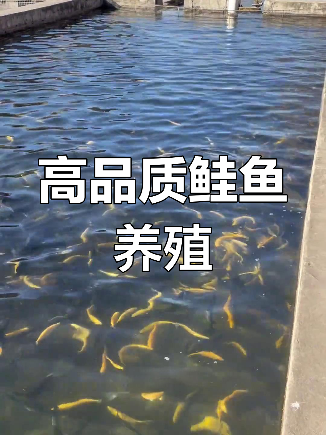 鳟鱼养殖基地,纯天然泉水助力品质提升