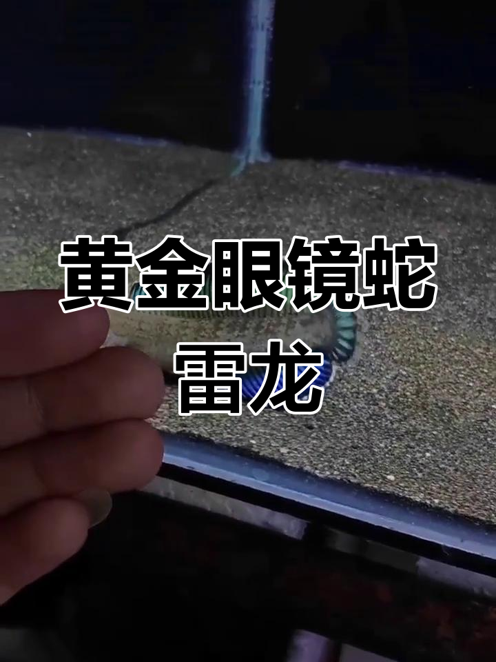 顶级印尼雷龙鱼品种推荐