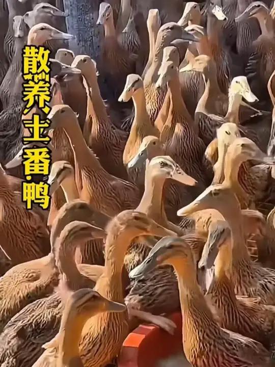 土鸭 拍一发三,农村土鸭锁鲜到货可焖可做火锅底汤食尖上的美食福建人已经在预演过年了土鸭ff