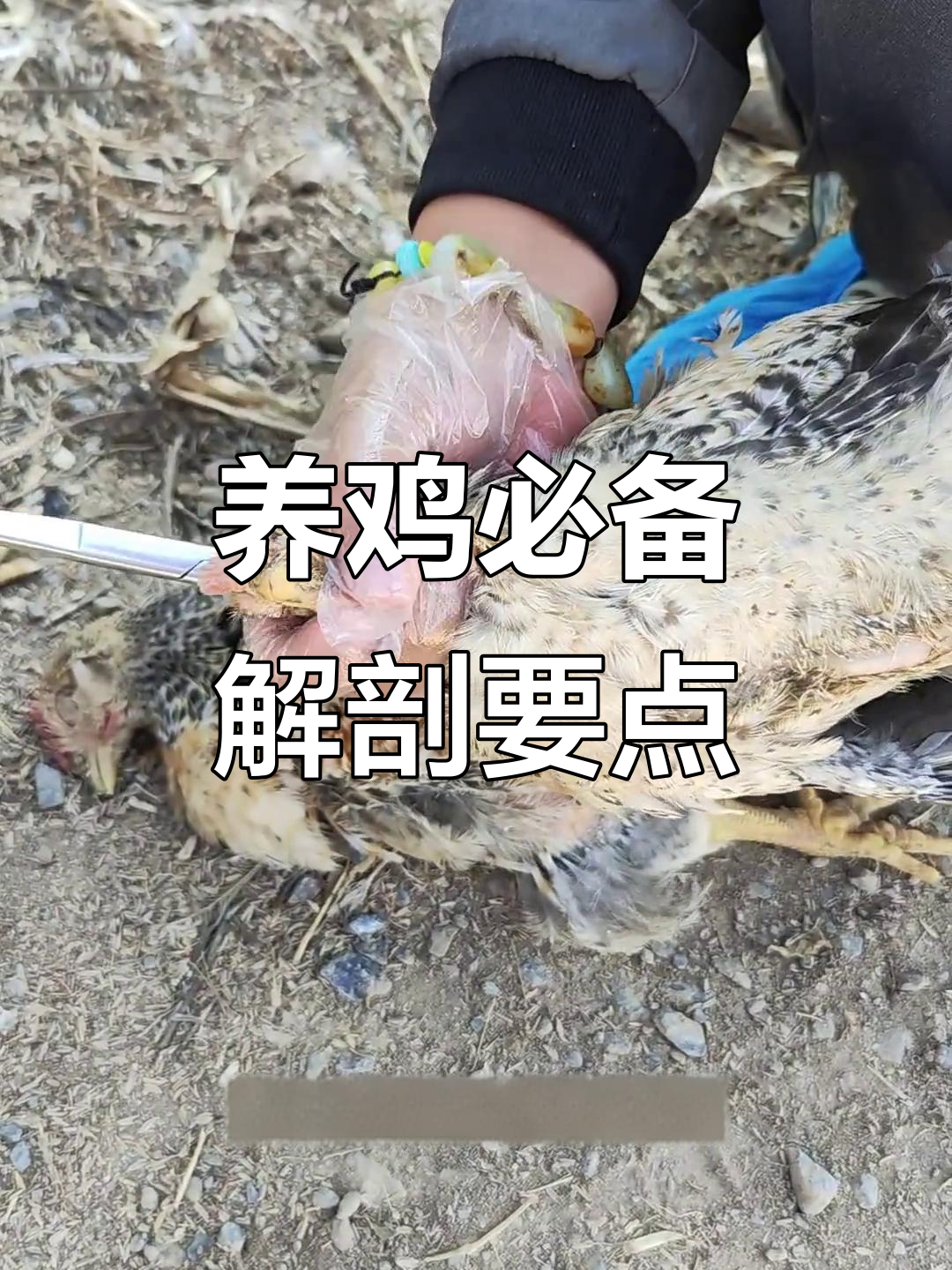 解剖前必看!鸡病防治关键技巧