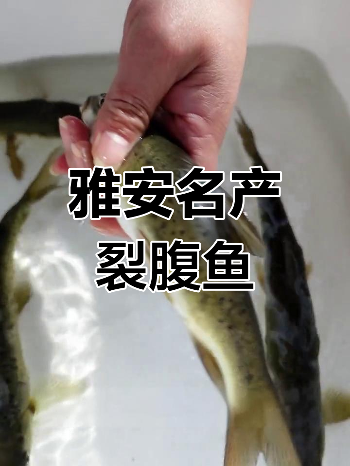 雅安特产:齐口裂腹鱼与重口裂腹鱼的独特魅力