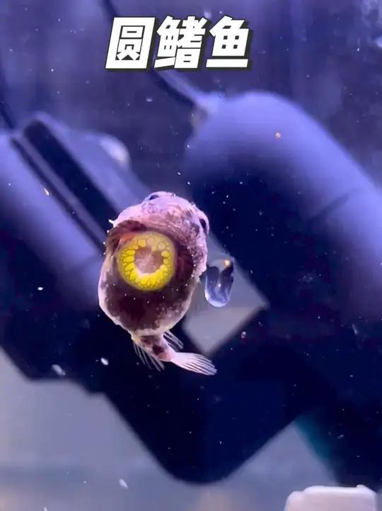 波妞的原型,小时候好看,长大了好吃!