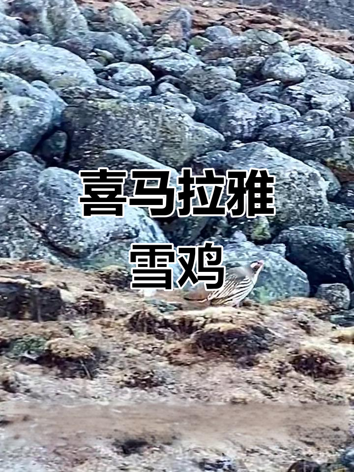 喜马拉雅雪鸡:警惕的眼神,萌态十足