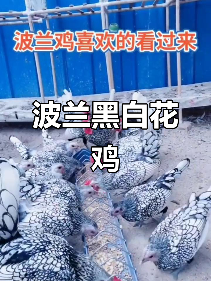 波兰黑白花纹鸡,美丽又可爱