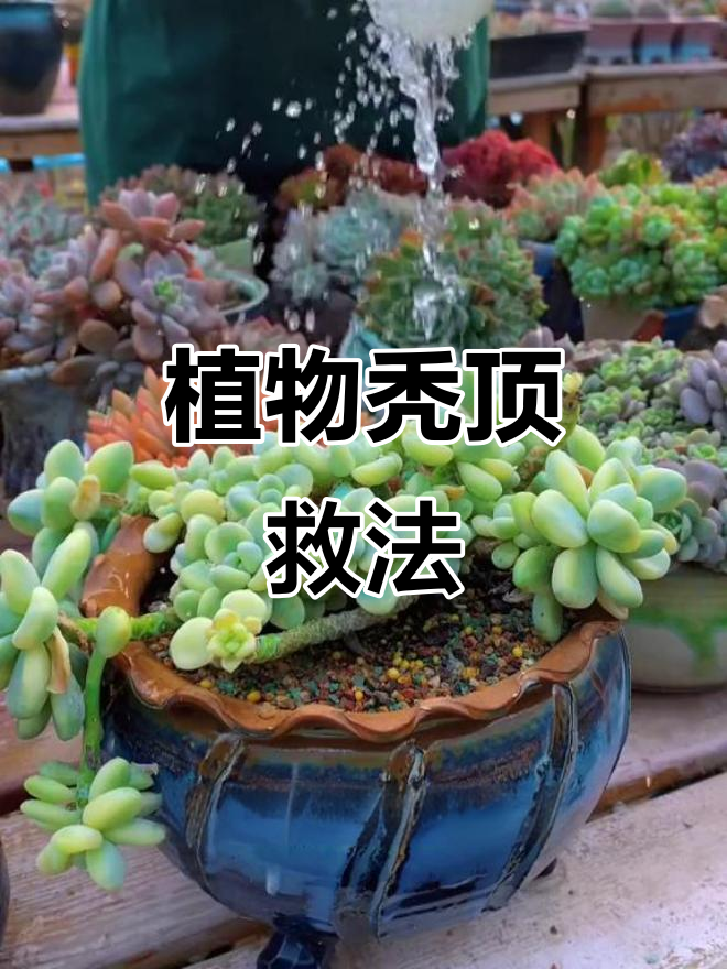 植物秃顶?缺营养了,浇水时加点肥料试试