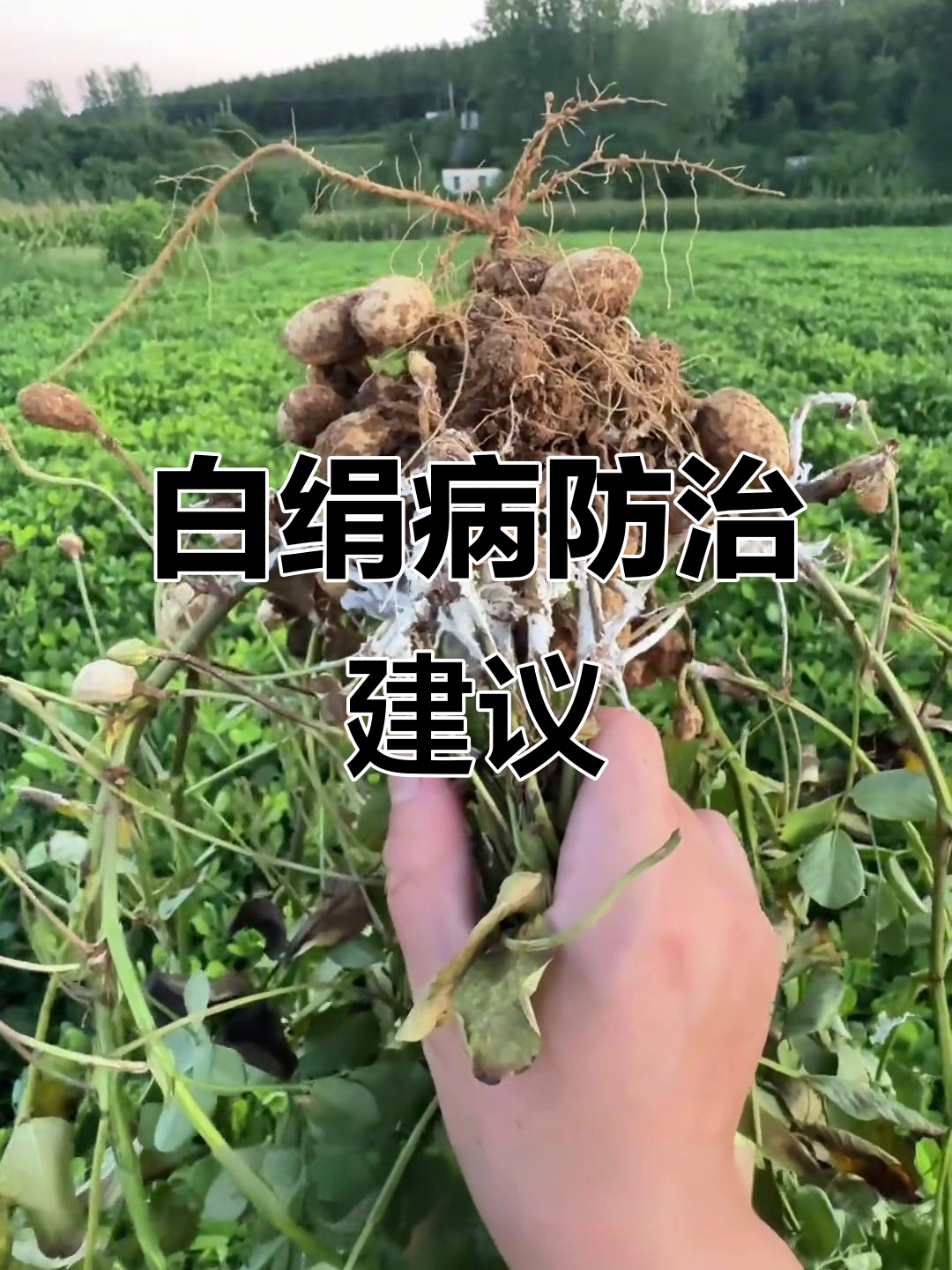 花生白绢病难治,药后仍死稞?推荐有效药剂应对!