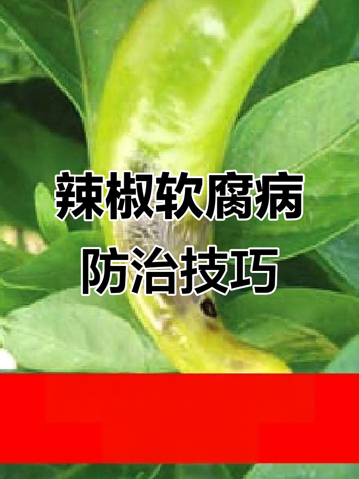 辣椒软腐病防治全攻略,高效配方大公开