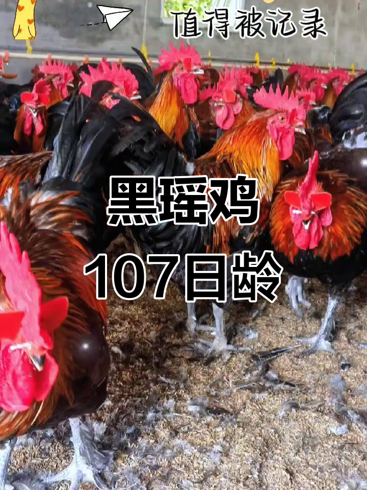 祝氏旺瑶黑麻鸡：107天优质公鸡，农村散养土鸡新选择