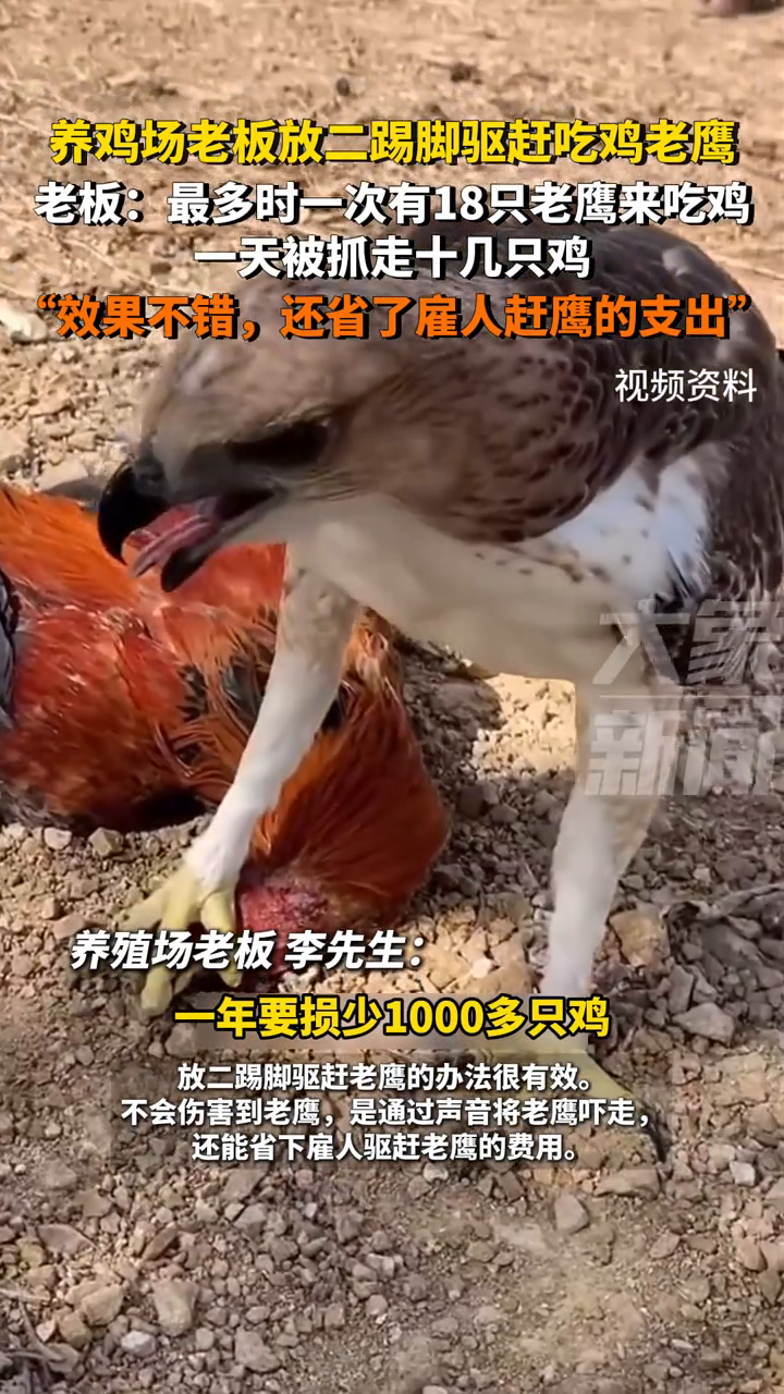 养鸡场老板放“二踢脚”驱赶吃鸡老鹰