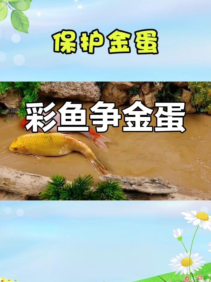 小彩鱼与黑鲶鱼的蛋壳争夺战,最后竟变红薯!