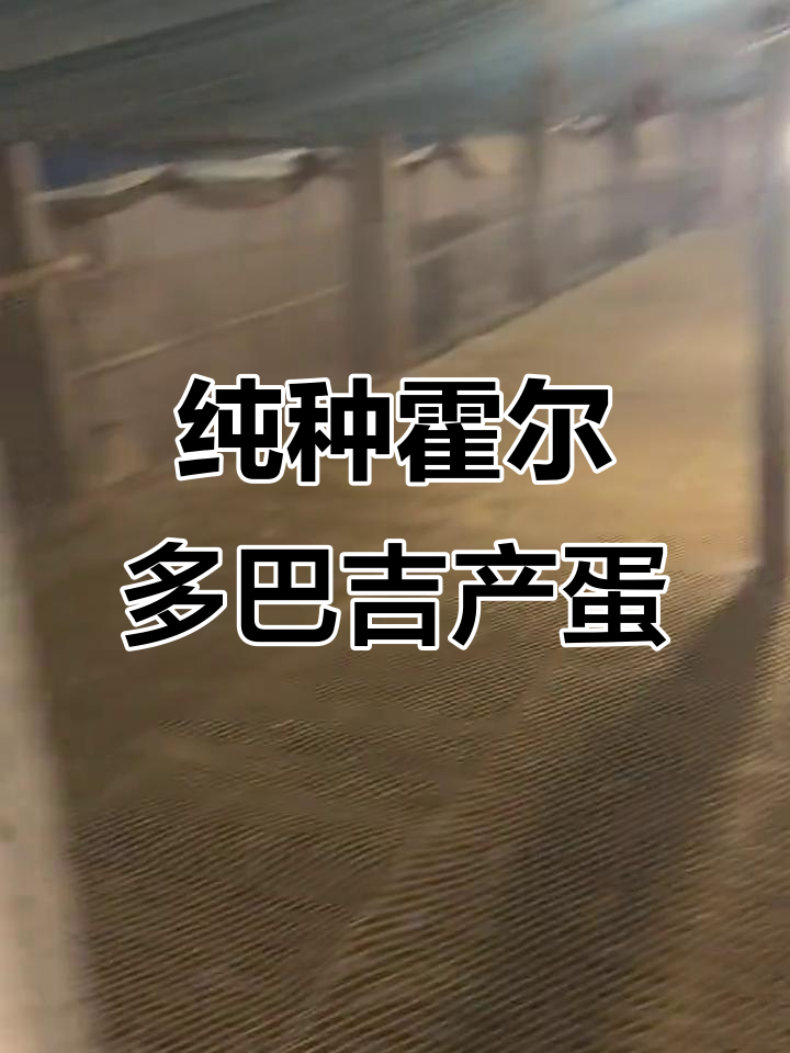 霍尔多巴吉鹅即将产蛋，绿色养殖助力生态农业