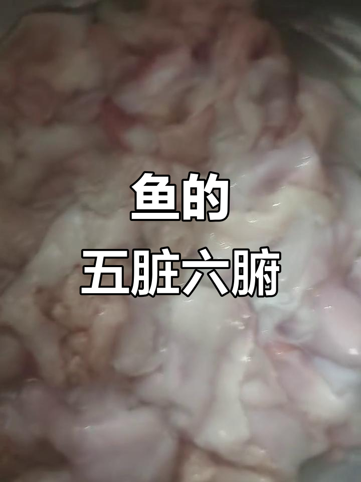 鱼的内脏大揭秘，看看这些奇妙的结构