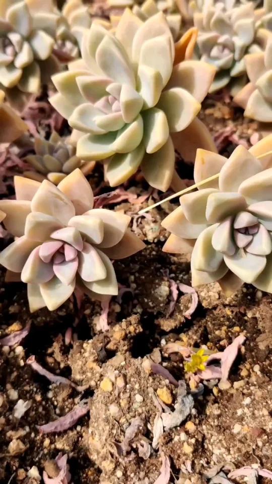 一个多肉七个名字,你认识吗