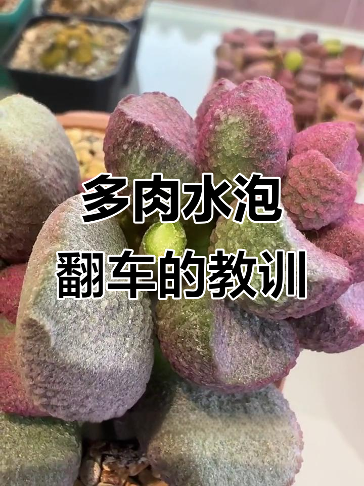 水泡养护翻车现场,两盆多肉植物几乎全灭