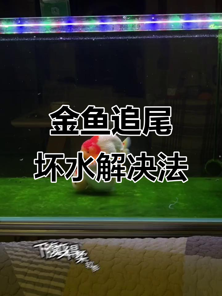 春季金鱼追尾排卵,水质如何快速恢复?
