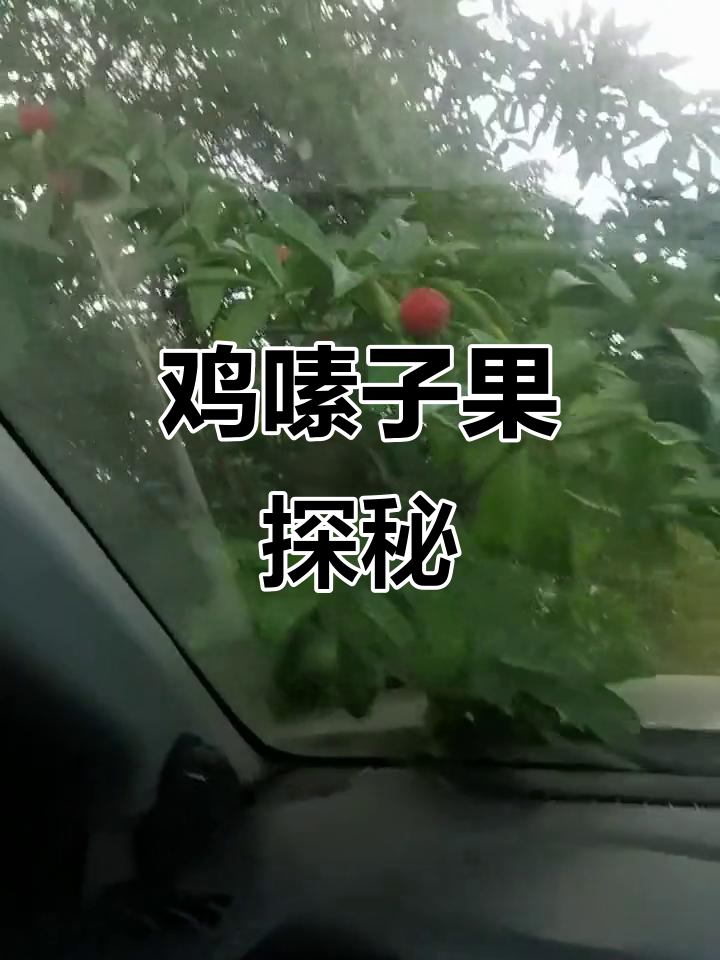 6月带你探索云南鸡嗉子果,了解其药用价值与生长环境